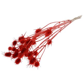 QC Gebleekte Gedroogde Distels | Kleur: Koraalrood | Cardistella Droogbloemen | Lengte ± 70 centimeter | 5 takken per bos | Per bos