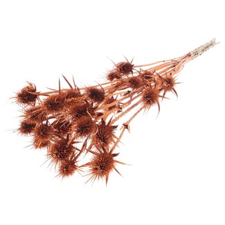 QC Gedroogde Distels met Glitter | Kleur: Koperen | Koperkleurige Cardistella Droogbloemen | Lengte ± 70 centimeter | 5 takken per bos | Per bos