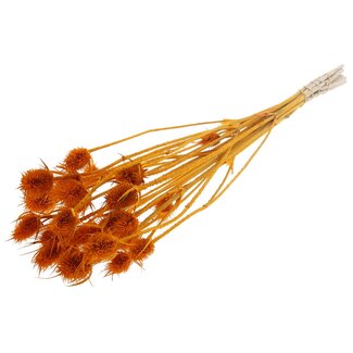 QC Gebleekte Gedroogde Distels | Kleur: Abrikoos | Cardistella Droogbloemen | Lengte ± 55 centimeter | 10 takken per bos | Per bos