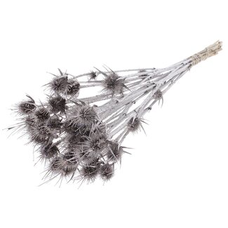 QC Gedroogde Distels | Kleur: Champagne | Cardistella Droogbloemen | Lengte ± 55 centimeter | 10 takken per bos | Per bos