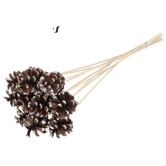 QC Dennenappel op stok | Kleur: Bruin met Platinakleurig Gepunt | Diameter 5 - 7 centimeter | Lengte ± 50 centimeter | 10 bijstekers per bos