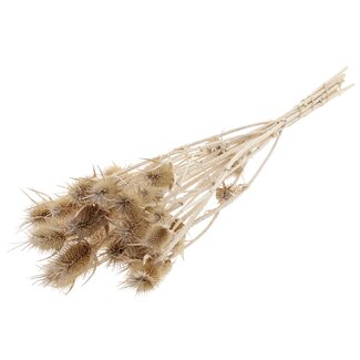 QC Gedroogde Distels | Kleur: Pearl Wit | Cardistella Droogbloemen | Lengte ± 55 centimeter | 10 takken per bos | Per bos