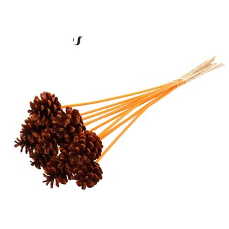 QC Dennenappel op stok | Kleur: Oranje | Diameter 5 - 7 centimeter | Lengte ± 50 centimeter | 10 bijstekers per bos