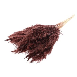 QC Gedroogde Gebleekte Pampas Pluimen | Kleur: Bruin | Lengte ± 70 centimeter | 10 pluimen per bos | Per bos