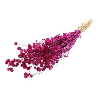 QC Gedroogde Kogelamaranth | Kleur: Lilakleurig | Gomphrena Droogbloemen | Lengte ± 60 centimeter | Per bos