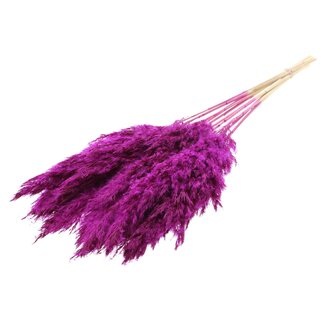 QC Gedroogde Gebleekte Pampas Pluimen | Kleur: Lilakleurig | Lengte ± 70 centimeter | 10 pluimen per bos | Per bos