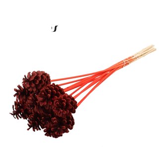 QC Dennenappel op stok | Kleur: Rood | Diameter 5 - 7 centimeter | Lengte ± 50 centimeter | 10 bijstekers per bos