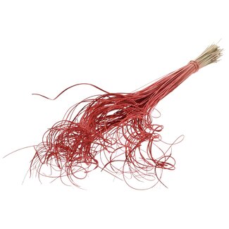 QC Gedroogd Palmblad Nerf | Curly Ting Ting | Kleur: Koraalkleurig | Lengte ± 70 centimeter | 100 takken per bos | Per bos