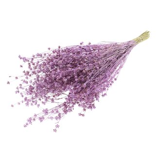 QC Gedroogd Lino Vlas | Kleur: Roze Metallic met Glitter | Linum Droogbloemen | Lengte ± 50 centimeter | Gewicht 150 gram | Per bos