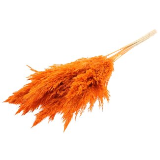 QC Dried Bleached Pampas Plumes | Colour: Orange | Length ± 70 centimeter | 10 plumes per bunch | Per bunch