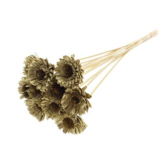 QC Shola Madelief Zonnebloem op stok | Kleur: Goudkleurig | Shola Daisy Sunflower | Diameter 6 centimeter | Lengte ± 50 centimeter | 10 bijstekers per bos | Per bos