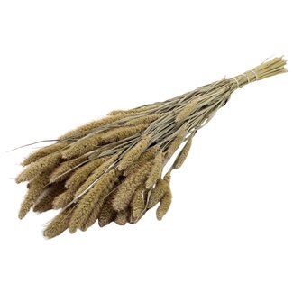 QC Gedroogde Setaria | Kleur: Frosted Wit | Setarea Droogbloemen | Lengte ± 70 centimeter | Gewicht 210 gram | Per bos