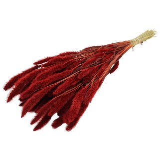 QC Gedroogde Setaria | Kleur: Rood | Setarea Droogbloemen | Lengte ± 70 centimeter | Gewicht 210 gram | Per bos