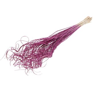 QC Gedroogd Palmblad Nerf | Curly Ting Ting | Kleur: Lila Paars | Lengte ± 70 centimeter | 100 takken per bos | Per bos
