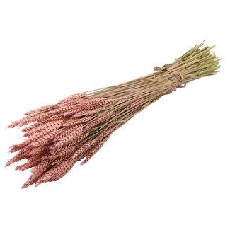 QC Gedroogde Tarwe | Kleur: Frosted Roze | Triticum Droogbloemen | Lengte ± 60 centimeter | Gewicht 220 gram | Per bos