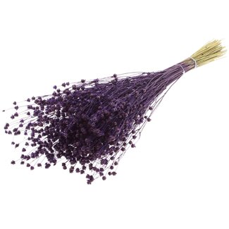QC Gedroogd Lino Vlas | Kleur: Paars | Linum Droogbloemen | Lengte ± 50 centimeter | Gewicht 150 gram | Per bos
