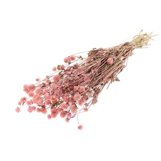 QC Gedroogde Kogelamaranth | Kleur: Roze | Gomphrena Droogbloemen | Lengte ± 60 centimeter | Per bos