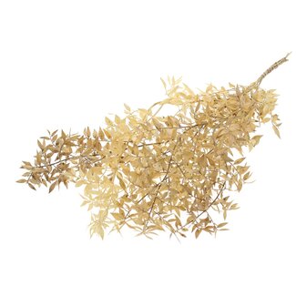 QC Gedroogde Ruscus | Kleur: Naturelle | Ruscus Droogbloemen | Lengte ± 70 centimeter | 10 takken per bos | Per 5 bossen