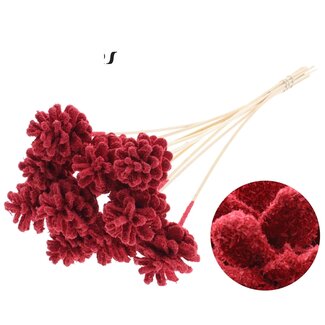 QC Dennenappel op stok | Kleur: Sawdust Rood | Diameter 5 - 7 centimeter | Lengte ± 50 centimeter | 10 bijstekers per bos