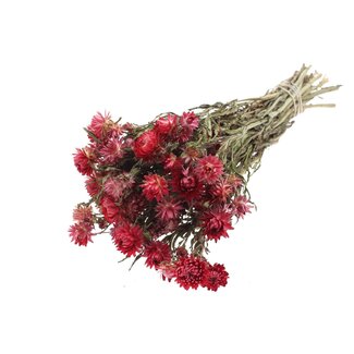QC Gedroogde Strobloem | Kleur: Naturelle Rood | Helichrysum Droogbloemen | Lengte ± 45 centimeter | Gewicht ± 75 gram | Per bos