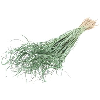 QC Gedroogd Palmblad Nerf | Curly Ting Ting | Kleur: Frosted Mintgroen | Lengte ± 70 centimeter | 3 takjes per toefje | 33 toefjes per bos | Per bos