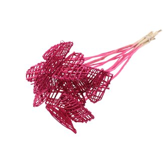 QC Rotan Lata Hart op stok | Kleur: Kerskleurig | Platte Bijsteker | Lengte ± 50 centimeter | 10 bijstekers per bos | Per bos
