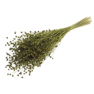 QC Gedroogd Lino Vlas | Kleur: Mintgroen | Linum Droogbloemen | Lengte ± 50 centimeter | Gewicht 150 gram | Per bos