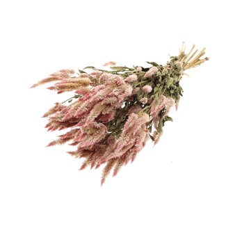 QC Gedroogde Celosia | Kleur: Naturelle Lichtroze | Celosia Droogbloemen | Lengte ± 45 centimeter | Per bos