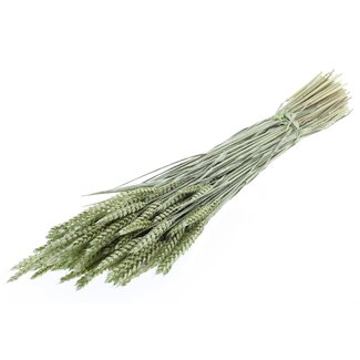 QC Gedroogde Tarwe | Kleur: Pearl Mintgroen | Triticum Droogbloemen | Lengte ± 60 centimeter | Gewicht 220 gram | Per bos