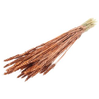 QC Gedroogde Tarwe | Kleur: Koperkleurig + Glitter | Triticum Droogbloemen | Lengte ± 60 centimeter | Gewicht 220 gram | Per bos