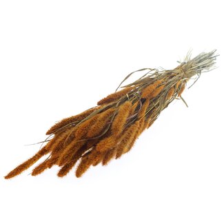 QC Gedroogde Setaria | Kleur: Abrikooskleurig | Setarea Droogbloemen | Lengte ± 70 centimeter | Gewicht 210 gram | Per bos