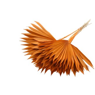 QC Gedroogde Palm Sun Spear | Kleur: Oranje | Palmbladeren in Waaiervorm | Lengte ± 50 centimeter | 10 takken per bos | Per bos