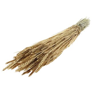 QC Gedroogde Tarwe | Kleur: Antiek Goudkleurig + Glitter | Triticum Droogbloemen | Lengte ± 60 centimeter | Gewicht 220 gram | Per bos