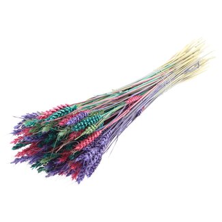 QC Gedroogde Tarwe “Kleurrijk 7” | Kleur: Gemengde Kleuren | Triticum Droogbloemen | Lengte ± 60 centimeter | Gewicht 220 gram | Per bos