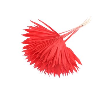 QC Gedroogde Gebleekte Palm Sun | Kleur: Rood | Palmbladeren in Waaiervorm | Lengte ± 50 centimeter | 10 takken per bos | Per bos