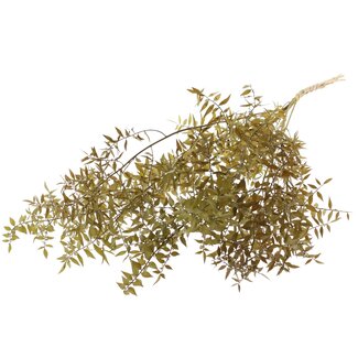 QC Gedroogde Ruscus | Kleur: Olijfgroen | Ruscus Droogbloemen | Lengte ± 70 centimeter | 10 takken per bos | Per bos