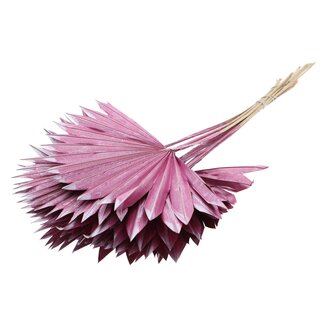 QC Gedroogde Palm Sun Spear | Kleur: Metallic Roze | Palmbladeren in Waaiervorm | Lengte ± 50 centimeter | 10 takken per bos | Per bos