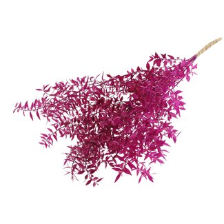 QC Gedroogde Ruscus | Kleur: Lilakleurig | Ruscus Droogbloemen | Lengte ± 70 centimeter | 10 takken per bos | Per bos