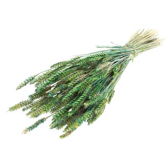 QC Gedroogde Tarwe “Multicolour” | Kleur: Groen | Triticum Droogbloemen | Lengte ± 60 centimeter | Gewicht 220 gram | Per bos