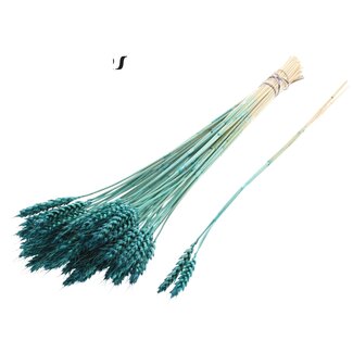 QC Gedroogde Tarwe | Kleur: Turquoise | Triticum Droogbloemen | Lengte ± 55 centimeter | 3 takjes per toefje | 25 toefjes per bos | Per bos