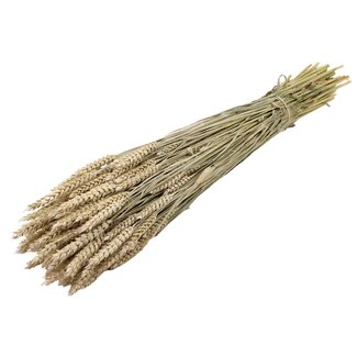 QC Gedroogde Tarwe | Kleur: Frosted Wit | Triticum Droogbloemen | Lengte ± 60 centimeter | Gewicht 220 gram | Per bos