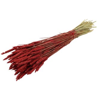 QC Gedroogde Tarwe | Kleur: Rood | Triticum Droogbloemen | Lengte ± 60 centimeter | Gewicht 220 gram | Per bos