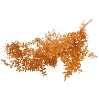 QC Gedroogde Ruscus | Kleur: Zalmkleurig | Ruscus Droogbloemen | Lengte ± 70 centimeter | 10 takken per bos | Per bos