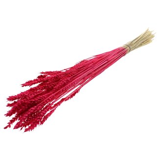 QC Gedroogde Gebleekte Tarwe | Kleur: Kerskleurig | Triticum Droogbloemen | Lengte ± 60 centimeter | Gewicht 100 gram | Per bos