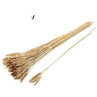 QC Gedroogde Tarwe | Kleur: Naturelle | Triticum Droogbloemen | Lengte ± 55 centimeter | 3 takjes per toefje | 25 toefjes per bos | Per bos