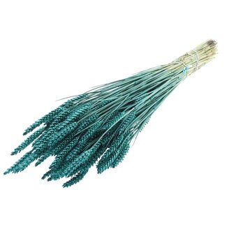 QC Gedroogde Tarwe | Kleur: Turquoise | Triticum Droogbloemen | Lengte ± 60 centimeter | Gewicht 220 gram | Per bos