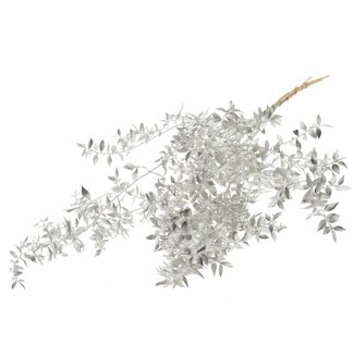 QC Gedroogde Ruscus | Kleur: Platinakleurig | Ruscus Droogbloemen | Lengte ± 70 centimeter | 10 takken per bos | Per bos