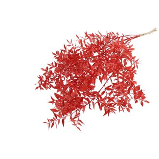 QC Gedroogde Ruscus | Kleur: Rood | Ruscus Droogbloemen | Lengte ± 70 centimeter | 10 takken per bos | Per bos