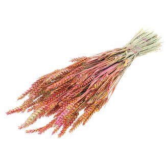 QC Gedroogde Tarwe “Multicolour” | Kleur: Kerskleurig | Triticum Droogbloemen | Lengte ± 60 centimeter | Gewicht 220 gram | Per bos
