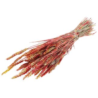 QC Gedroogde Tarwe “Multicolour” | Kleur: Rood | Triticum Droogbloemen | Lengte ± 60 centimeter | Gewicht 220 gram | Per bos